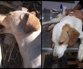 Τρία σκυλιά δηλητηριασμένα με φόλες στα Μάλγαρα Θεσσαλονίκης (βίντεο)