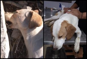 Τρία σκυλιά δηλητηριασμένα με φόλες στα Μάλγαρα Θεσσαλονίκης (βίντεο)