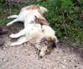 Σκύλος νεκρός δολοφονημένος με μονόβολο στη Μαργαρώνα Πρέβεζας