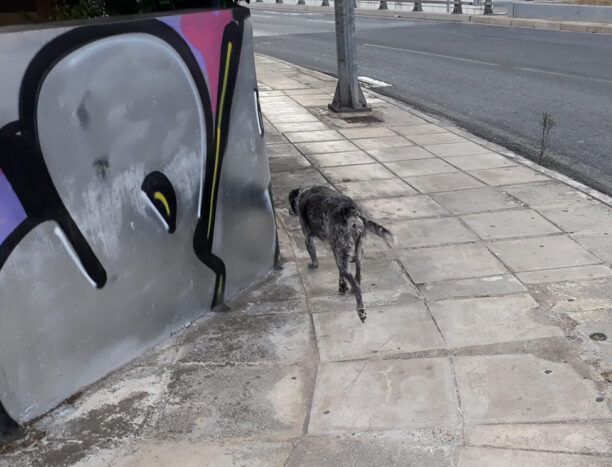 Μαρούσι Αττικής: Έκκληση για τον εντοπισμό σκελετωμένου σκύλου που περιφέρεται στο Ο.Α.Κ.Α.