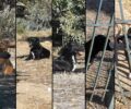 Έκκληση για τη σωτηρία 5 αδέσποτων σκυλιών που ζουν στην Α.Σ.ΠΑΙ.Τ.Ε. στο Μαρούσι Αττικής