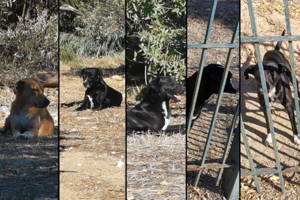 Έκκληση για τη σωτηρία 5 αδέσποτων σκυλιών που ζουν στην Α.Σ.ΠΑΙ.Τ.Ε. στο Μαρούσι Αττικής