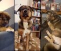 Η πρώτη καταδίκη με αναστολή για κακούργημα – δολοφονία σκύλου με φόλα απ’ το Μικτό Ορκωτό Κακουργιοδικείο Άμφισσας