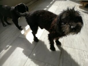 Έσωσαν σκύλο που βρήκαν να υποφέρει άρρωστος στο Μεγαλοχώρι Θεσσαλίας (βίντεο)
