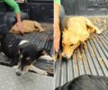 Τέσσερα σκυλιά δηλητηριασμένα από φόλες στους Μολάους Λακωνίας