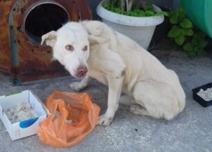 Έκκληση για την υιοθεσία αδέσποτου σκύλου που παραπαίει και ζει στο Μοσχάτο Αττικής (βίντεο)