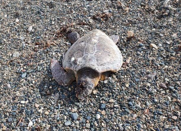 Θαλάσσια χελώνα χτυπημένη θανάσιμα στο κεφάλι εκβράστηκε στη Μύκονο