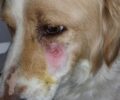 Πυροβόλησε με αεροβόλο αδέσποτο σκύλο στο κεφάλι στα Νέα Μάλγαρα Θεσσαλονίκης