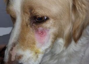 Πυροβόλησε με αεροβόλο αδέσποτο σκύλο στο κεφάλι στα Νέα Μάλγαρα Θεσσαλονίκης