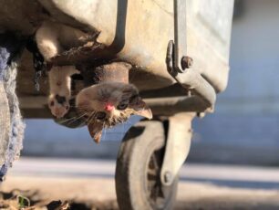 Έσωσαν γατάκι που παγιδεύτηκε σε κάδο σκουπιδιών στο Νεοχώρι Σερρών