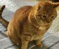 Βρέθηκε - Χάθηκε ξανθιά αρσενική γάτα στο Παλαιό Φάληρο Αττικής