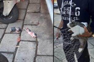 Πανόραμα Θεσσαλονίκης: Νεογέννητα κουνελάκια πεταμένα στα σκουπίδια μαζί με τη μαμά τους (βίντεο)