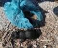 Πάτρα: Πέθαναν νεογέννητα κουτάβια που κάποιος έκλεισε σε σακούλα και πέταξε σε κάδο