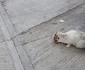 Έκκληση για σοβαρά τραυματισμένη γάτα που περιφέρεται στην Πετρούπολη Αττικής