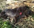 Ηράκλειο Κρήτης: Αφέθηκε ελεύθερος ο δολοφόνος του σκύλου στο Πυρί – Θα οριστεί τακτική δικάσιμος