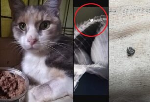 Παράλυτη η γάτα που πυροβολήθηκε με αεροβόλο στο Πέραμα Αττικής (βίντεο)