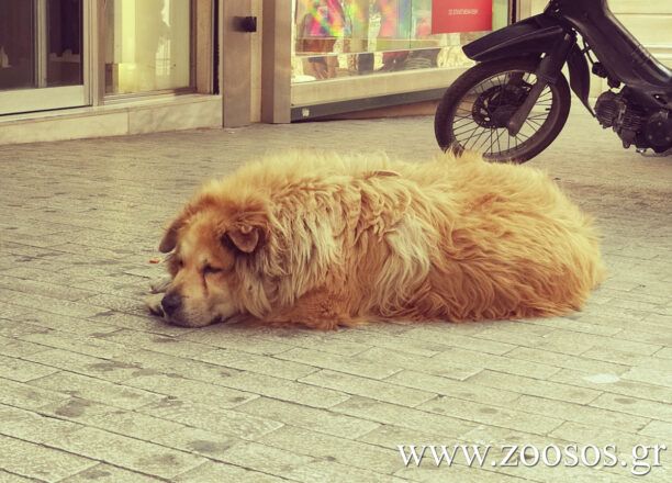 Οδηγός φορτηγού πάτησε και σκότωσε έναν από τους πιο γνωστούς αδέσποτους σκύλους της Αθήνας