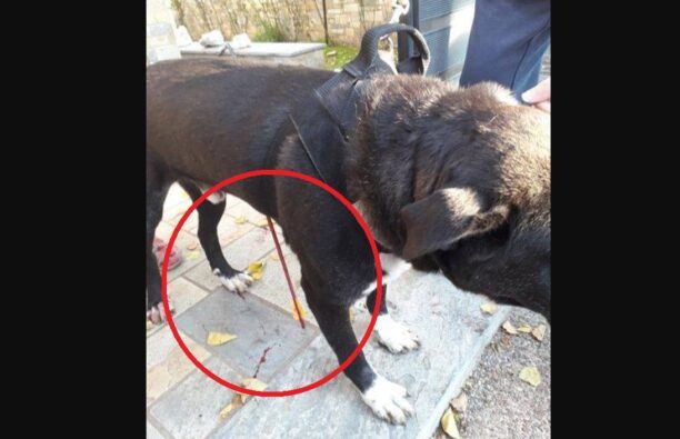 9-3-2023 στα Τρίκαλα η δίκη άνδρα που τραυμάτισε σοβαρά σκύλο με τόξο στον Βόλο Μαγνησίας