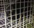Κατάφεραν να σώσουν γάτα που σφήνωσε σε κονσέρβα και κρύφτηκε σε σωλήνα στη Βάρη Αττικής