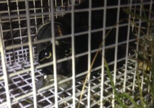 Κατάφεραν να σώσουν γάτα που σφήνωσε σε κονσέρβα και κρύφτηκε σε σωλήνα στη Βάρη Αττικής