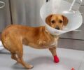 Στέκεται ξανά όρθιος ο σκύλος που έχασε δύο του πόδια μετά από πυροβολισμό στους Άγιους Δέκα Ηρακλείου Κρήτης