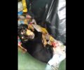 Σκύλος ζωντανός με θηλιά από σύρμα στον λαιμό πεταμένος σε κάδο στην Αίγινα (βίντεο)