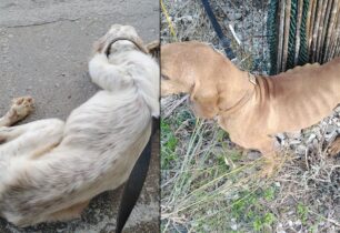 Κατασχέθηκαν δύο σκυλιά που κακοποιούσε ο ιδιοκτήτης τους στην Αμοργό (βίντεο)