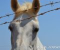 «Ιππόθεσις»: Στο έλεος των εκμεταλλευτών τους τα άλογα ακόμα και όταν αποσύρονται από τον ιππόδρομο