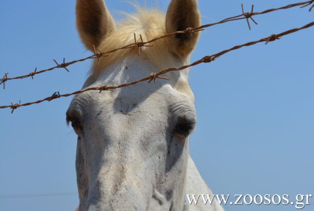 «Ιππόθεσις»: Στο έλεος των εκμεταλλευτών τους τα άλογα ακόμα και όταν αποσύρονται από τον ιππόδρομο