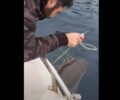 Έσωσαν δελφίνι που παγιδεύτηκε σε δίχτυα στη Χαλκιδική (βίντεο)