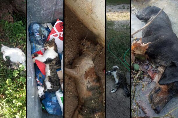 Συνεχίζεται η μαζική δολοφονία ζώων με φόλες στην παραλία Βράχου Πρέβεζας