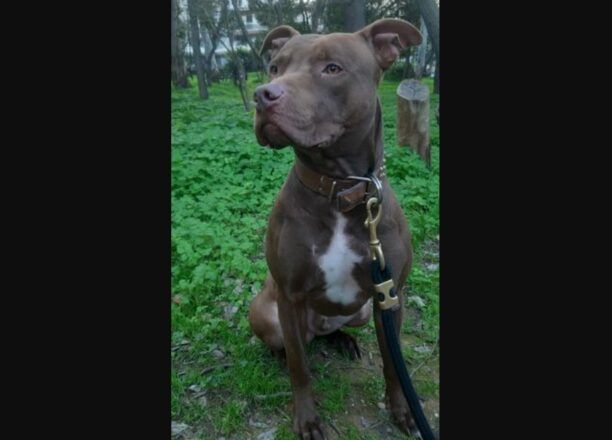 Χάθηκε αρσενικός σκύλος ράτσας Πίτμπουλ καφέ χρώματος στου Ψυρρή στην Αθήνα