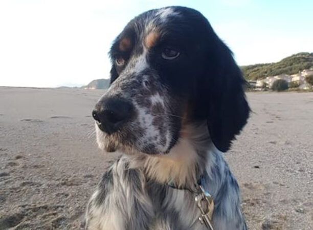 Χάθηκε θηλυκός σκύλος ράτσας Σέττερ στη Νίκαια Αττικής