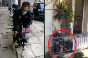 Αθήνα: Οριστική κατάσχεση του σκύλου που ο ιδιοκτήτης του τον έδερνε διαρκώς