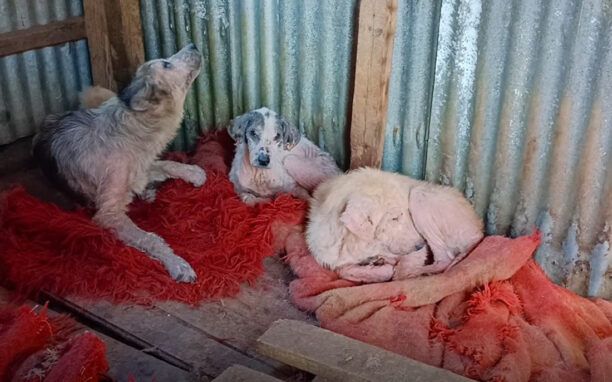 Στον Μαρκόπουλο Αττικής μεταφέρθηκαν τα άρρωστα σκυλιά που είχε σε άθλιες συνθήκες ο Δήμος Ζηρού στη Φιλιππιάδα Πρέβεζας (βίντεο)