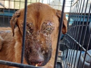 Σκύλος με καμένα από οξύ μάτια, αυτιά και οισοφάγο βρέθηκε στους Γαργαλιάνους Μεσσηνίας (βίντεο)