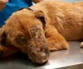 Από αυτοάνοσο πάσχει σκύλος που βρέθηκε σε τραγική κατάσταση στους Γαργαλιάνους Μεσσηνίας (βίντεο)