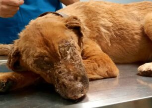 Από αυτοάνοσο πάσχει σκύλος που βρέθηκε σε τραγική κατάσταση στους Γαργαλιάνους Μεσσηνίας (βίντεο)