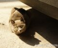 Θρασύδειλος εκβιαστής απειλεί να σκοτώσει γάτες στον Νέο Κόσμο Αττικής