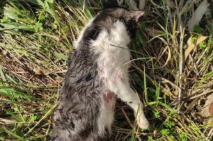 Αχαΐα: Γάτα με σπασμένα τα κόκκαλα βρέθηκε στην Πλαζ Πάτρας