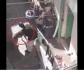 Ηράκλειο Κρήτης: Κατήγγειλαν την ηλικιωμένη που χτυπάει τον σκύλο της (βίντεο)