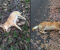 Σκυλιά δολοφονημένα με φόλες στην Καληράχη Γρεβενών
