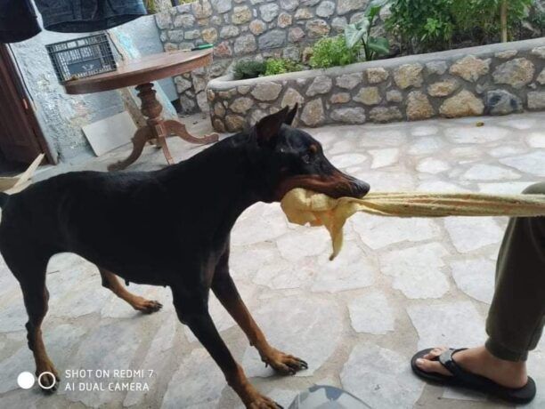 Είναι καλύτερα η σκυλίτσα που έμεινε σκελετός από την ασιτία στην Κάλυμνο (βίντεο)