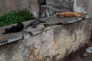 Δηλητηριασμένα και νεκρά ζώα από φόλες στις Καλύβες Χανίων