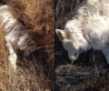 Δύο σκυλιά νεκρά δολοφονημένα με φόλες στην Καρδιά Κοζάνης