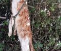 Κομπτωτή Αιτωλοακαρνανίας: Βρήκε γάτα απαγχονισμένη