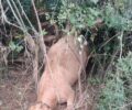 Αγελάδα ετοιμόγεννη βρήκε φρικτό θάνατο σε θηλιά κυνηγού στο Κρυφοβό Ιωαννίνων
