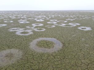 Η υδρόβια βλάστηση η αιτία που δημιούργησε τους κύκλους από νερό στον πυθμένα της λίμνης Κερκίνης