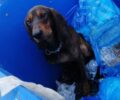 Αναζητούν τον σκύλο που βρέθηκε μέσα σε κάδο στον Μαραθώνα Αττικής