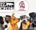 Στειρώσεις χαμηλού κόστους & τσιπάρισμα οικόσιτων σκυλιών απ'το «Zero Stray Pawject» στον Δήμο Μαραθώνα Αττικής
